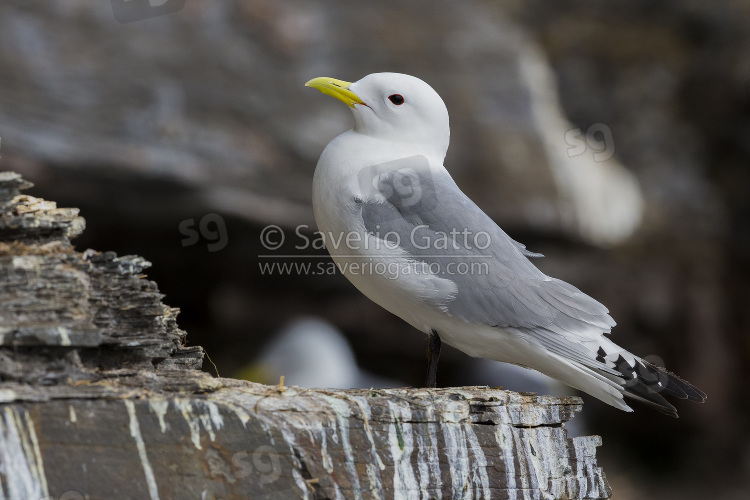 Black-legged Kittiwake