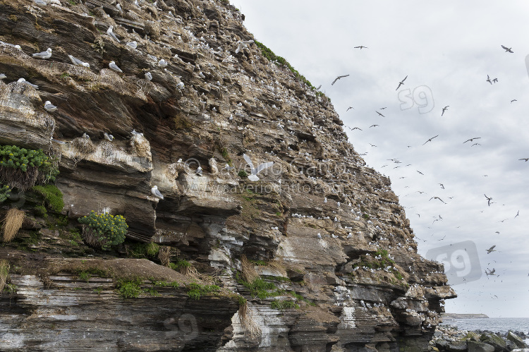 Black-legged Kittiwake