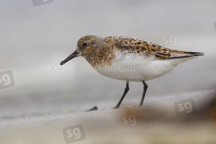 Little Stint