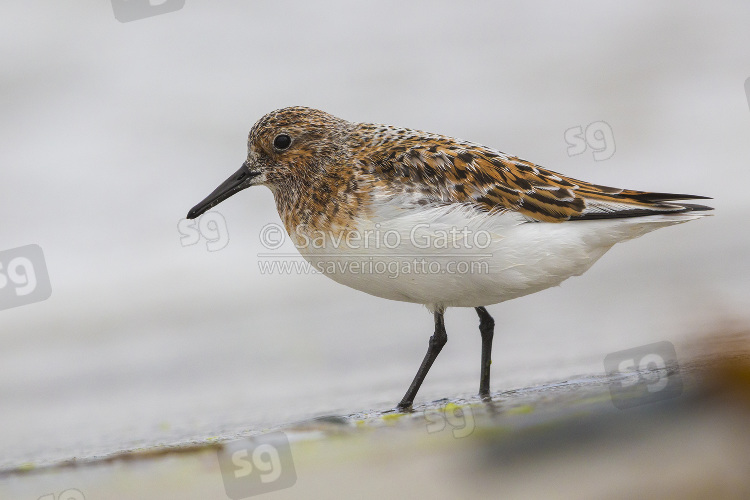 Little Stint