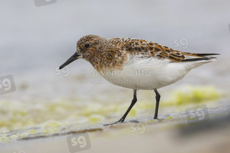 Little Stint