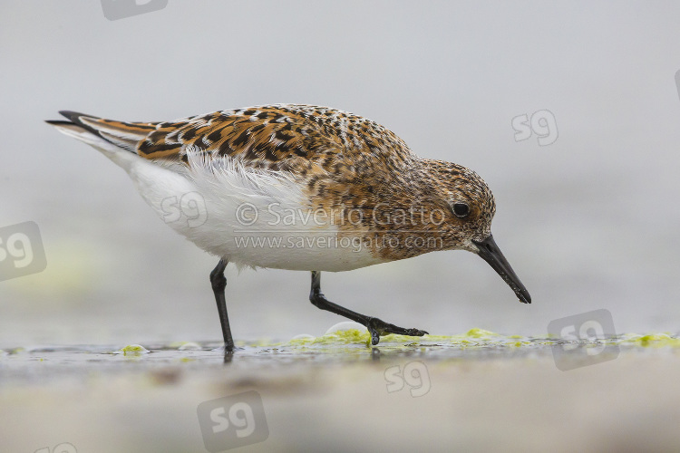 Little Stint