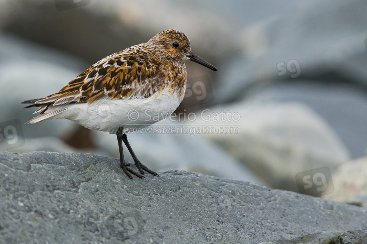 Little Stint