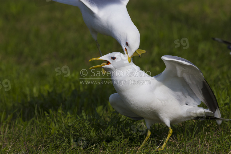 Mew Gull, adults fighting for food