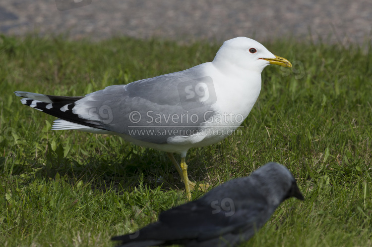 Mew Gull, adult standing on the grass