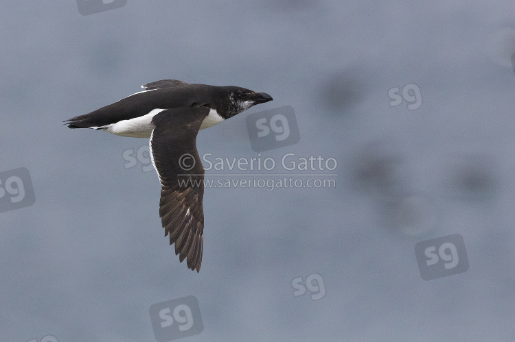 Razorbill