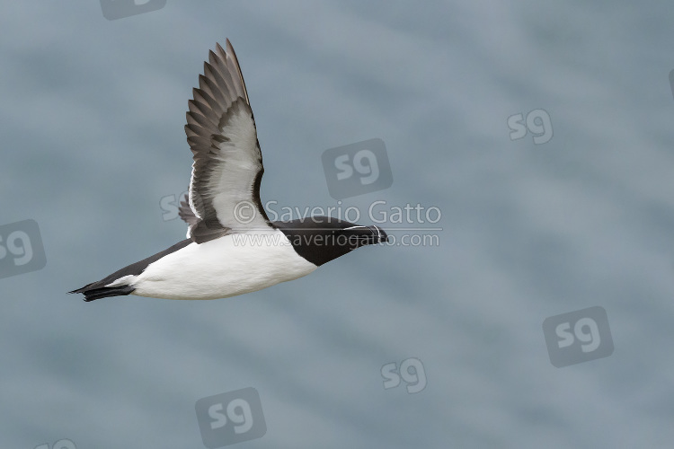 Razorbill