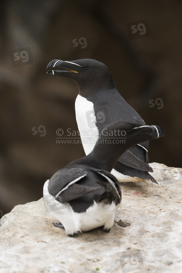 Razorbill