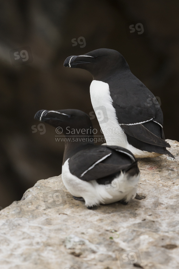 Razorbill