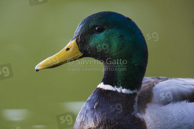 Mallard, adult male close-up