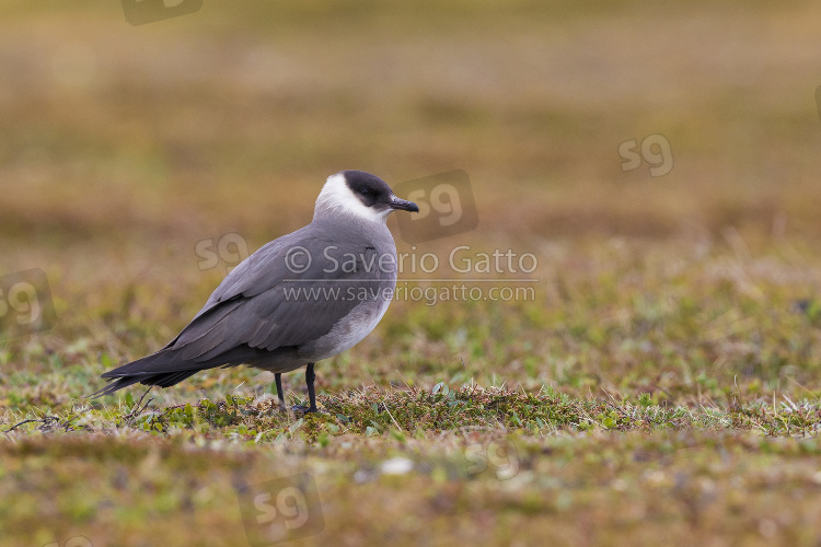 Parasitic Jaeger