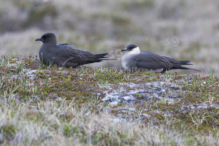 Parasitic Jaeger