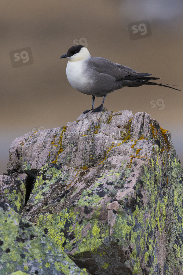 Long-tailed Jaeger, adult standing on rock