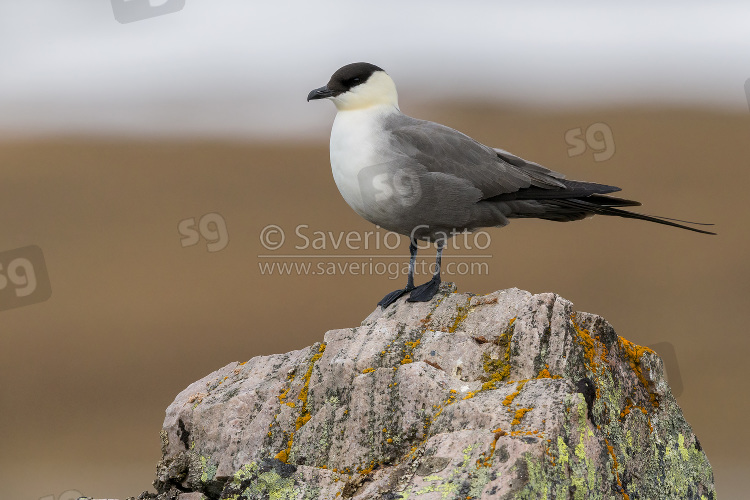 Long-tailed Jaeger, adult standing on rock