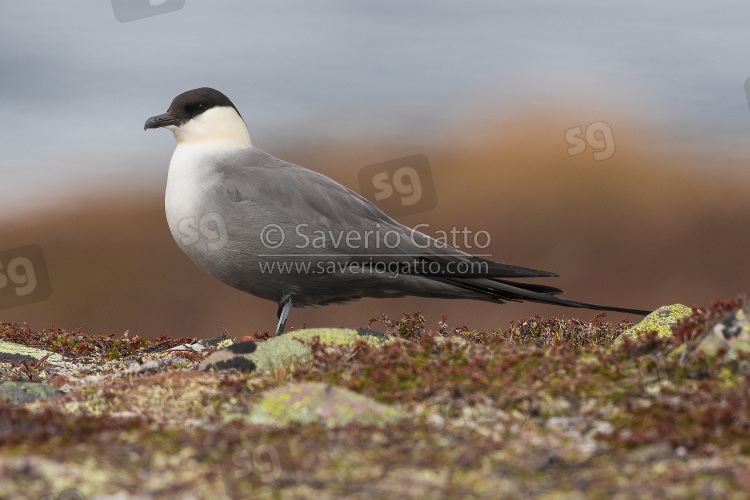 Long-tailed Jaeger