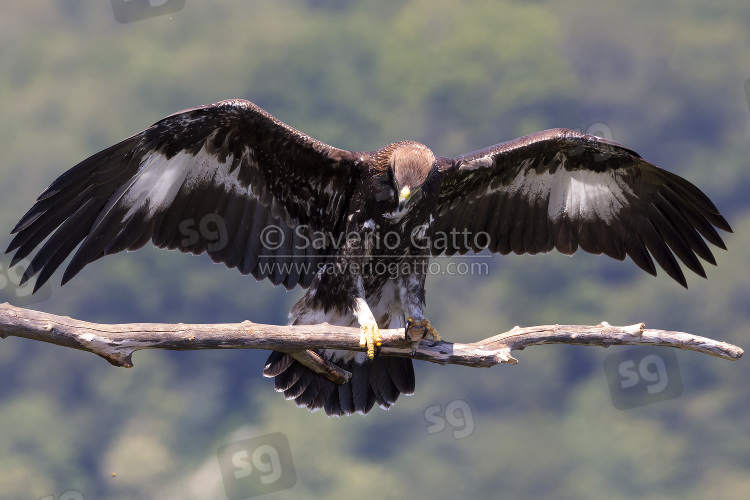 Golden Eagle