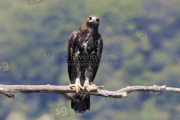 Golden Eagle