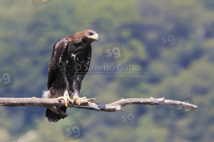 Golden Eagle