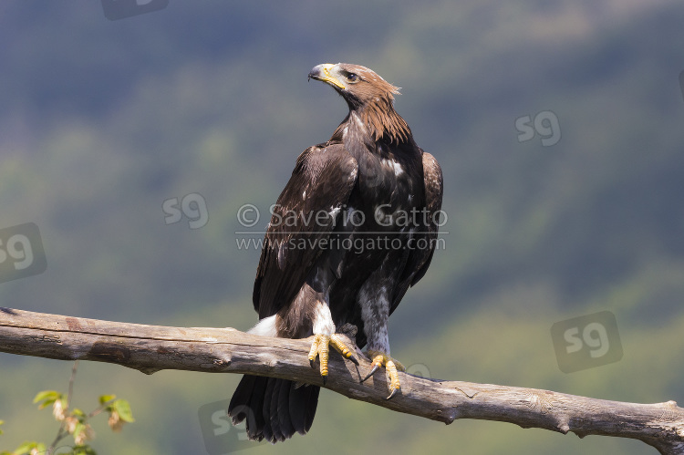 Golden Eagle