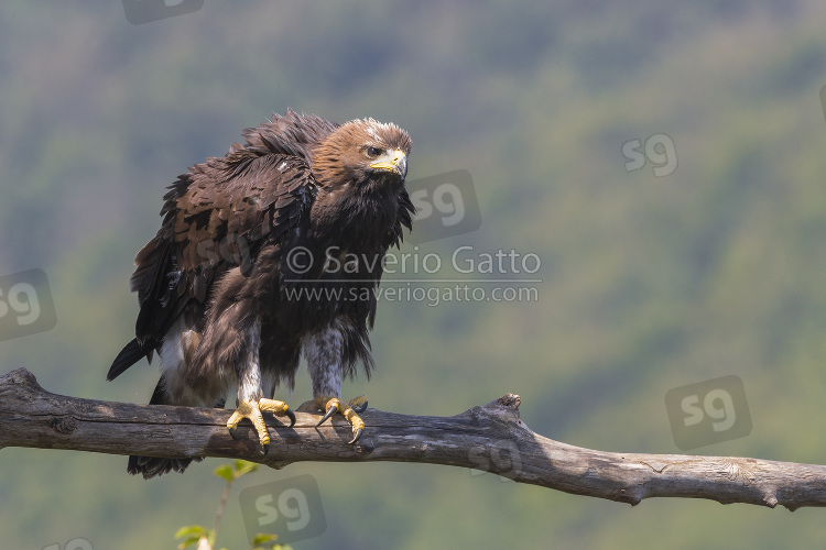 Golden Eagle