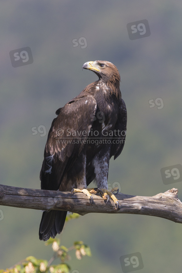 Golden Eagle