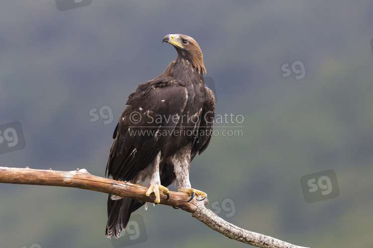 Golden Eagle