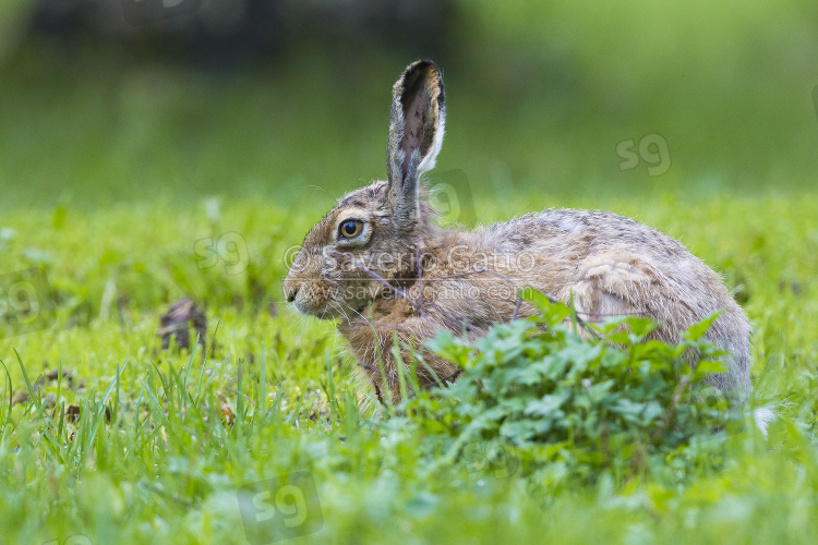 European Hare, standing on the grass