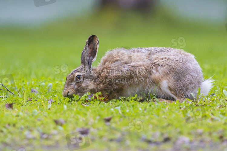 European Hare, feeding on some grass