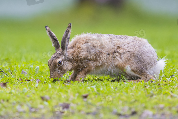 European Hare, standing on the grass