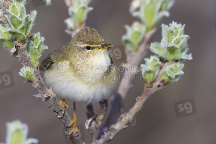 Willow Warbler