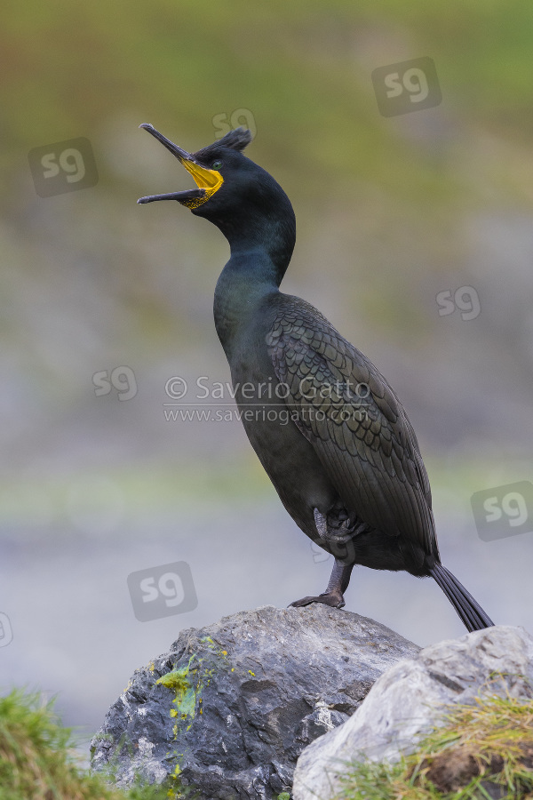 European Shag