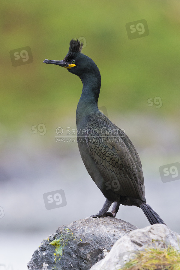 European Shag