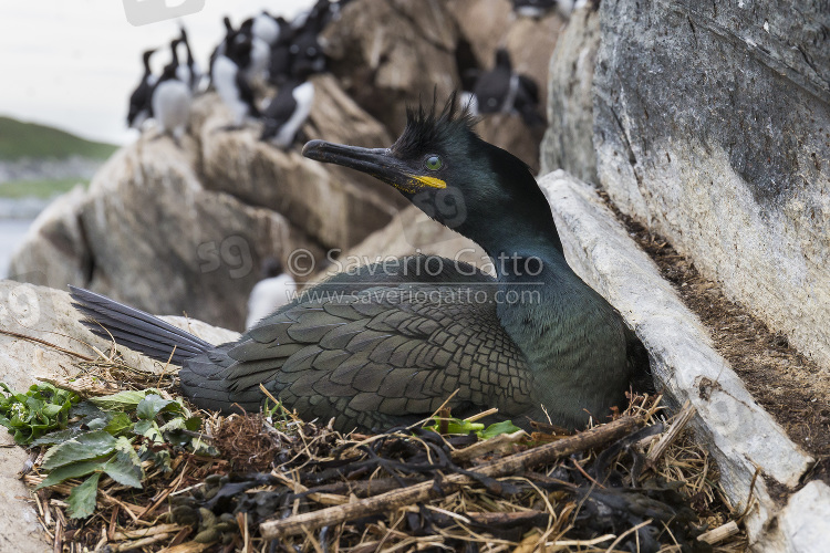 European Shag