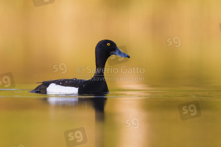 Tufted Duck, adult male swimming in the water with golden reflections