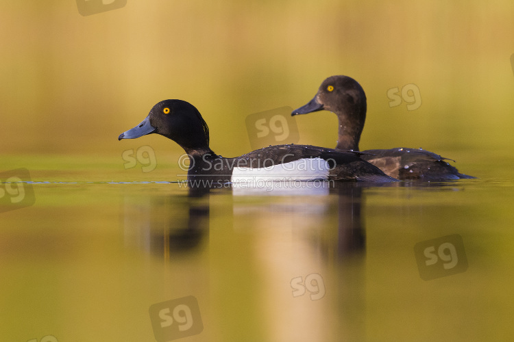 Moretta, coppia che nuota in un lago con sfondo dorato