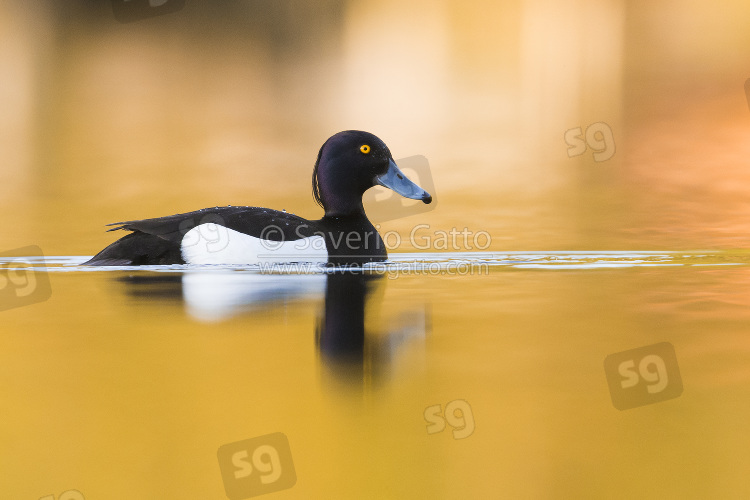 Tufted Duck, adult male swimming in the water with golden reflections