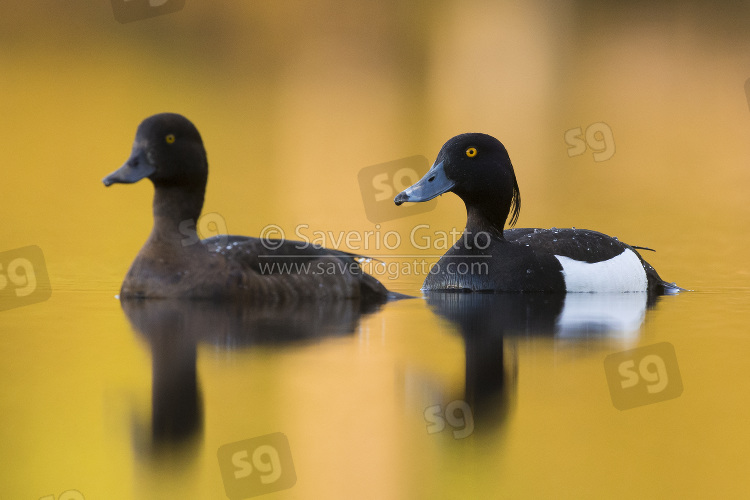 Tufted Duck, couple swimming in a lake with golden reflections