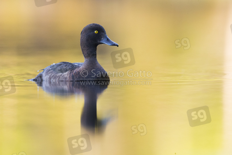 Tufted Duck, adult female swimming in a lake with golden reflections