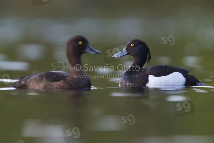 Tufted Duck, couple swimming in a lake