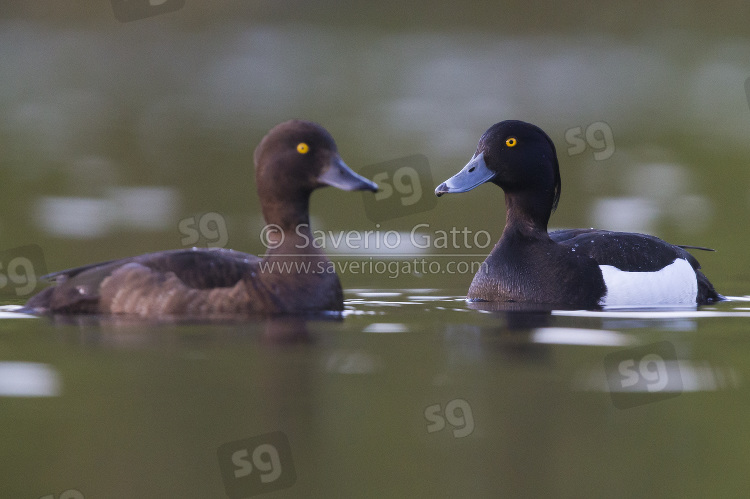 Tufted Duck, couple swimming in a lake