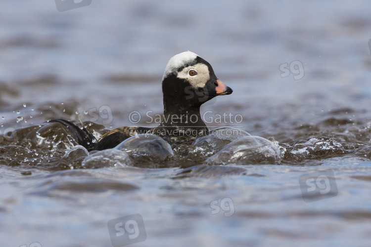 Long-tailed Duck