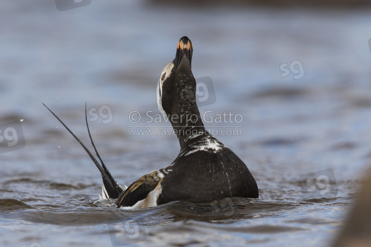 Long-tailed Duck