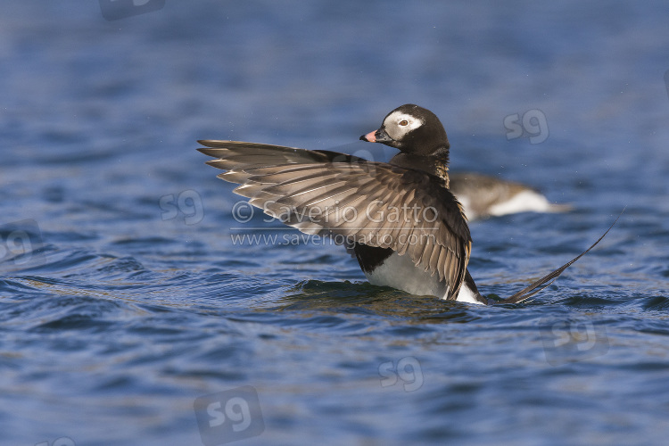 Long-tailed Duck