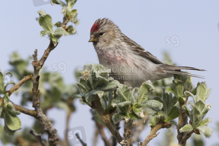 Arctic Redpoll, adult perched on a branch