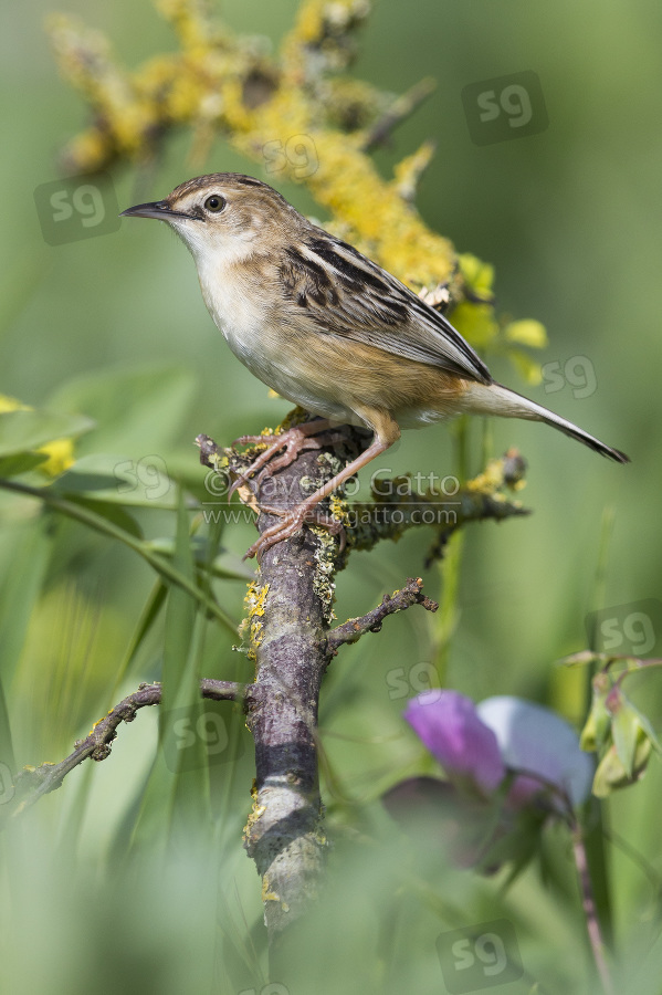 Zitting Cisticola