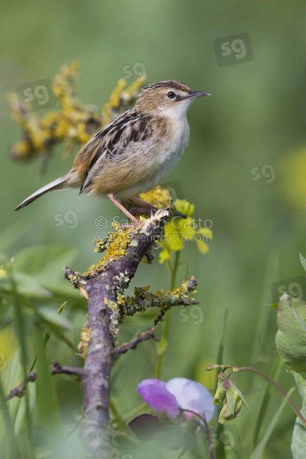 Zitting Cisticola