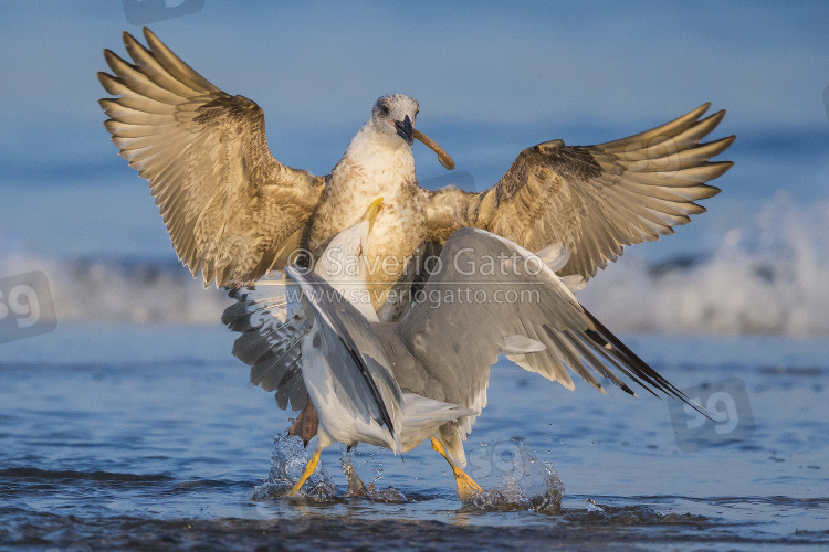 Yellow-legged Gull