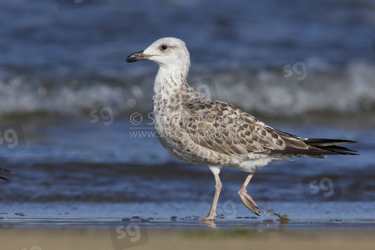 Yellow-legged Gull