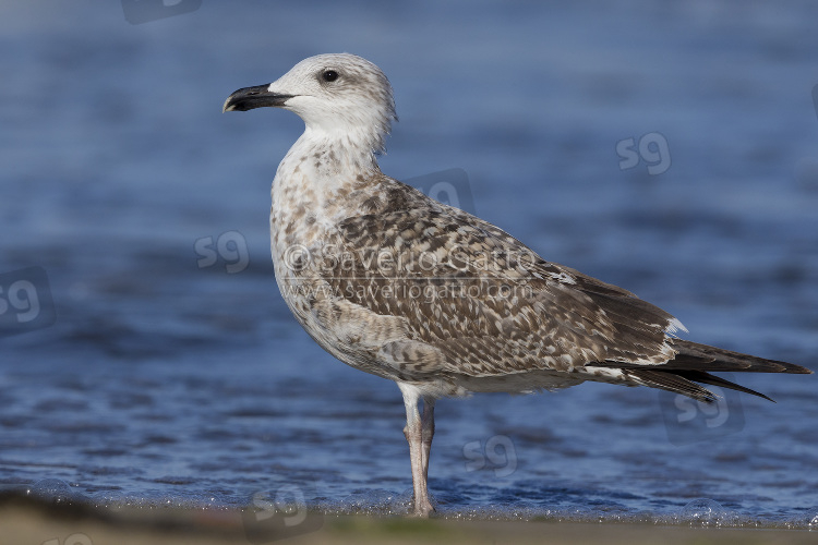 Yellow-legged Gull