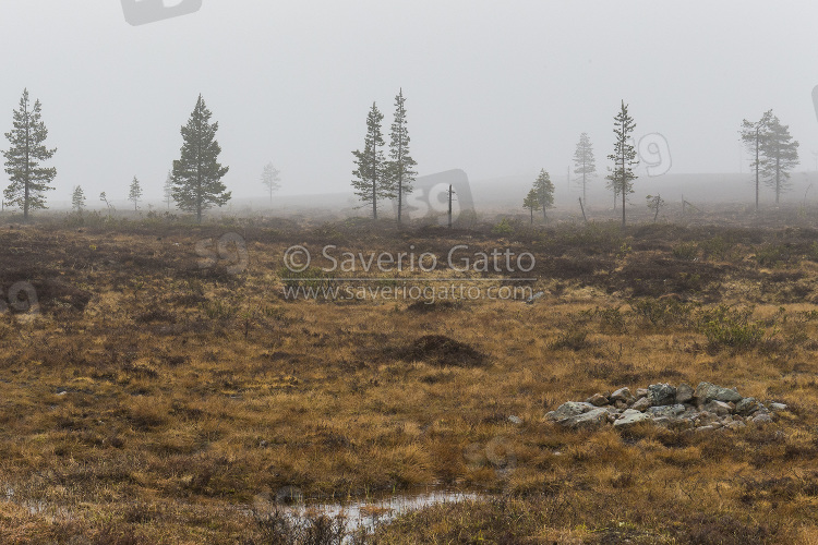 Kaunispaa landscape, bogs in a foggy weather